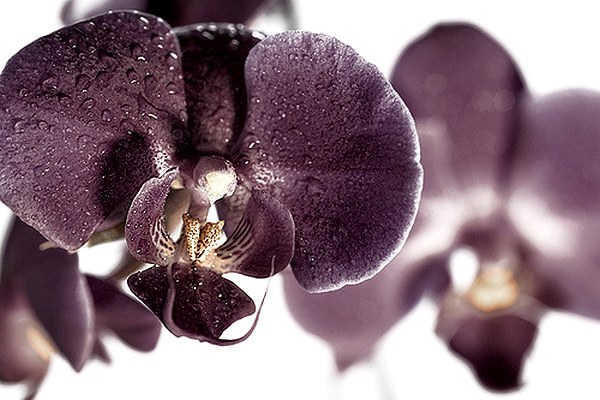 lierac-dark-orchid